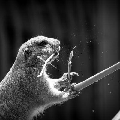 Tierfoto: Präriehund (Cynomys ludovicianus) oder Hörnchen beim Fressen, Schwarz Weiss Foto